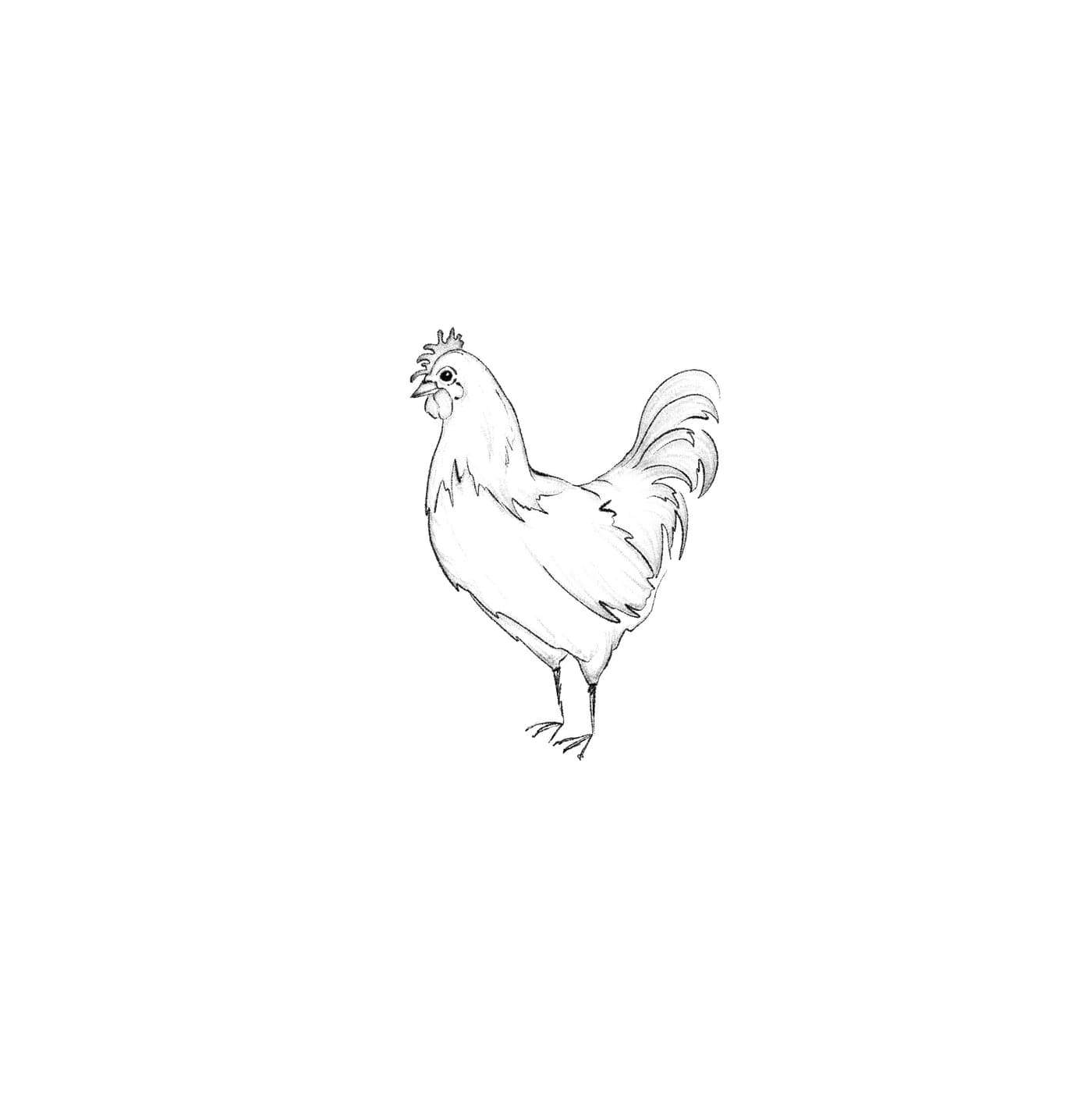 gallina